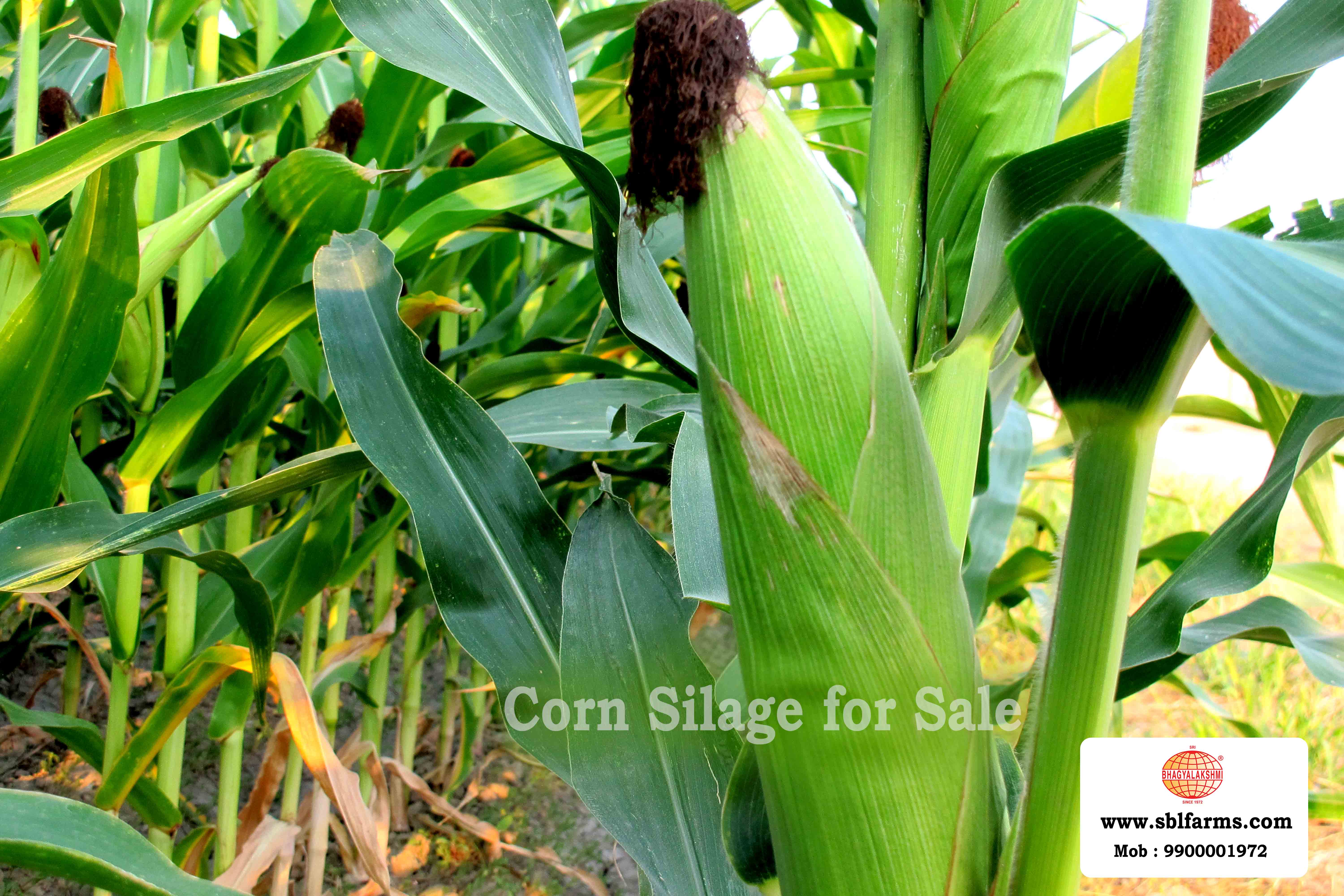 Corn Silage Suppliers in Bangalore | Corn Silage for Sale  |  Corn Silage, Baby Corn Silage manufacturers, suppliers & exporters in Bangalore | corn silage for sale in bangalore |  Sri Bhagyalakshmi Farms Corn Silage Bangalore| Silage Balers | Animal Feed Manufacturers | Production of Silage |Cattle feed manufacturers & suppliers - SBL Farms is solving the biggest fodder crisis in India, by supplying Silage bales, Bailing machines to dairy farmers, Cooperatives, Animal Husbandry | Best Cattle Feed Manufacturers & Silage Suppliers in India | Indias Best Baled Silage Producers